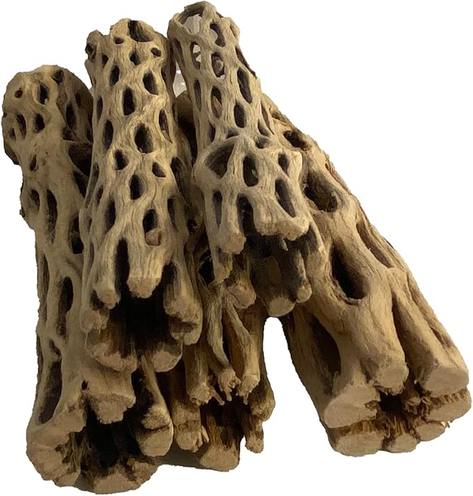 Awesome Aquatic Natural Cholla Choya Wood 5 Pieces 6” for Shrimp Habitat and Food Treat Hermit Crabs Plecos Aquarium Decoration Lowers pH Hideouts and Chew Toys Reptiles Thorn Free Dried Organic