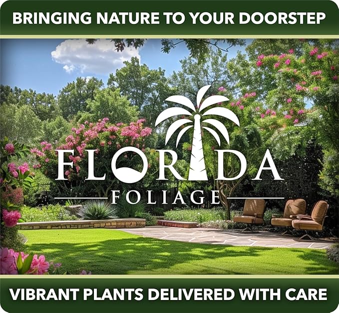 Dwarf Mondo Grass | 40 Live Plants | Japonicus Nanus | Shade Loving Evergreen Lilyturf Groundcover