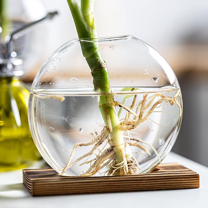Glass Planter Propagation Station with Wooden Base - Clear Oblate Hydroponic Vase, Decorative Desktop Flower Vase for Home, Office, Windowsill - Gift for Plant Lovers (6)