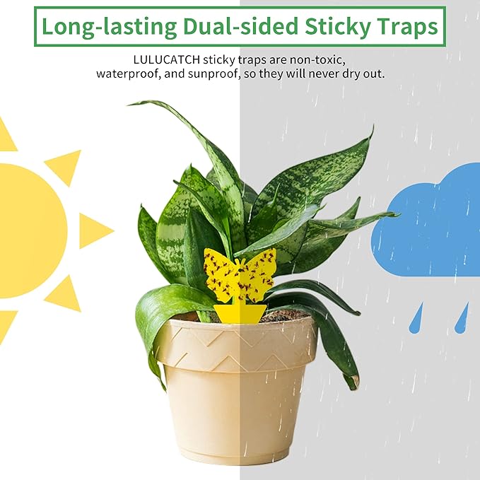 LULUCATCH Fruit Fly Sticky Trap 48 Pack, Safe Gnat Traps for Fruits, Plants, Super Sticky Fly Trap for Indoor, Outdoor, Kitchen, Insect Catcher for White Flies, Mosquitos, Fungus Gnats, Flying Insects