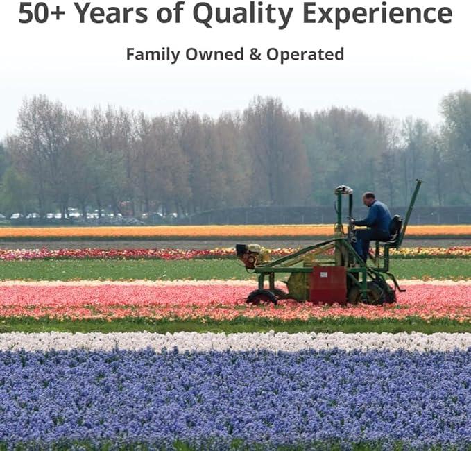 50-Pack Mixed Daffodil Bulbs – Naturalizing Narcissus Variety Pack – Bulk of Spring-Blooming Flowers – Deer Resistant & Cold Hardy – Easy Fall Planting - Plant in Gardens, Borders & Beds