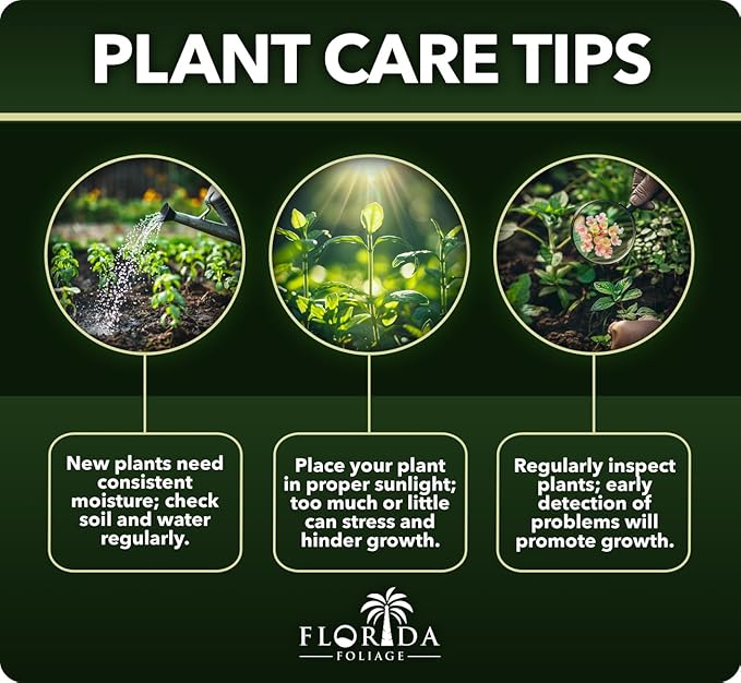 Dwarf Mondo Grass | 40 Live Plants | Japonicus Nanus | Shade Loving Evergreen Lilyturf Groundcover