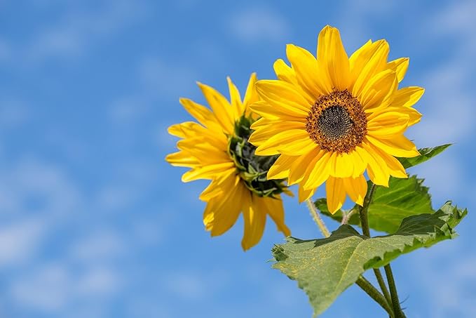 Set of 1000 Assorted Valley Green Flower Seed Packets! Flower Seeds in Bulk - 20+ Varieties Available! (1000)