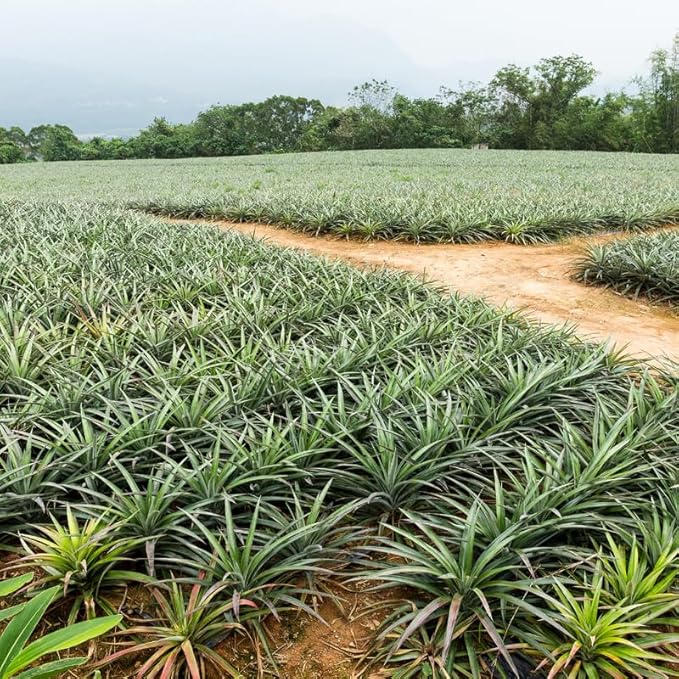 1 Gold Pineapple Plant Live for Planting, Sweet Pineapple Fruit Tree Live Plant 5 to 8 Inch Tall, Pineapple Starter Plants