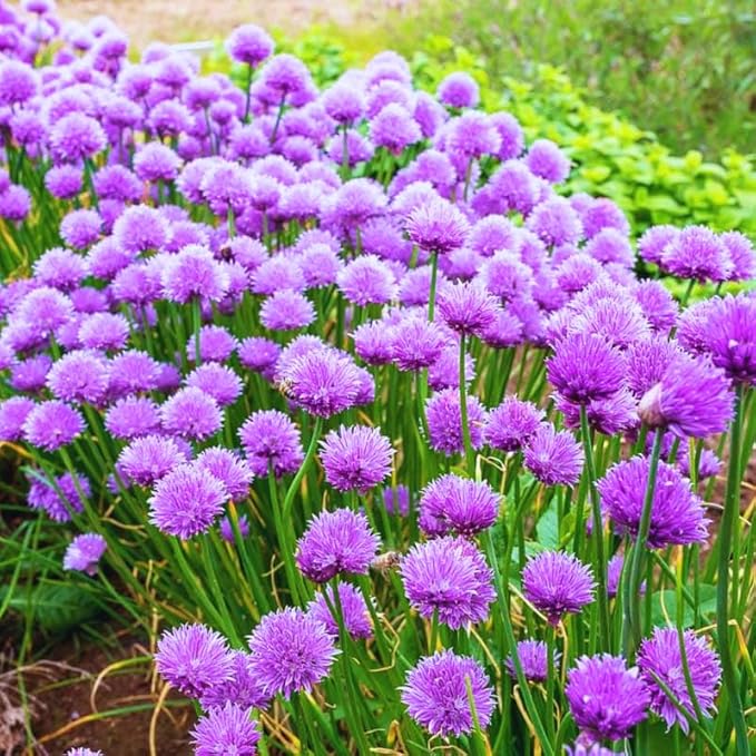 1 Pound Garlic for Planting in Fall Hardneck, 8 White Garlic Bulbs for Planting, Fresh and High Yield Bulb Variety Pack, Hardy and Fast Growing