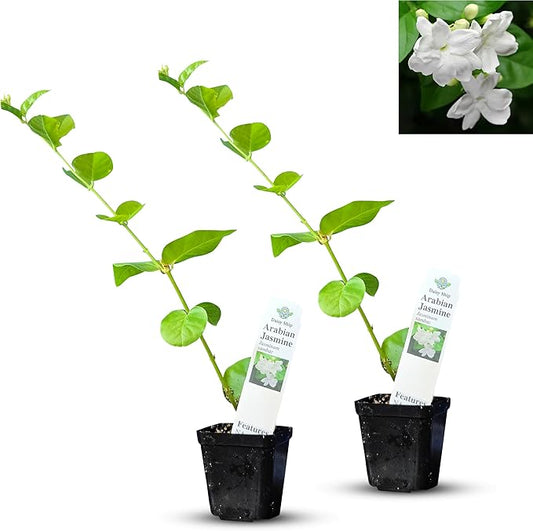 Arabian Jasmine (Jasminum Sambac) - Live, Fragrant, Blooming, Indoor/Outdoor Decorative Plant (2 Arab jas Cups)