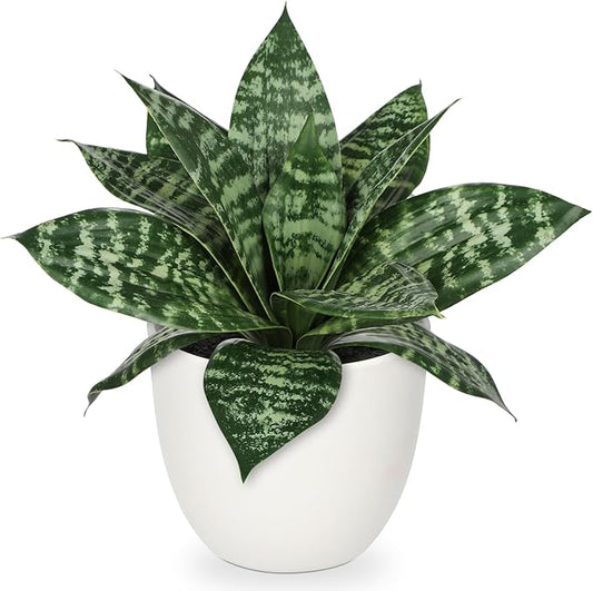 Hollyone Artificial Snake Plants 9" Faux Agave Succulent Plant Potted in White Pot Fake Sansevieria Aloe Tropical Plant for Desk Modern Office Home Bathroom Indoor Outdoor Decor