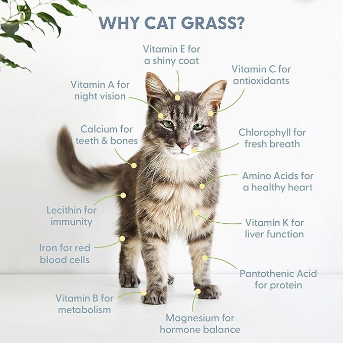 The Cat Ladies Cat Grass Kit (Organic) with Rustic Wood Planter, Seed and Soil. Easy to Grow for Indoor or Outdoor Cats, Dogs and Other Pets. Prevent Hairballs and Aid Digestion