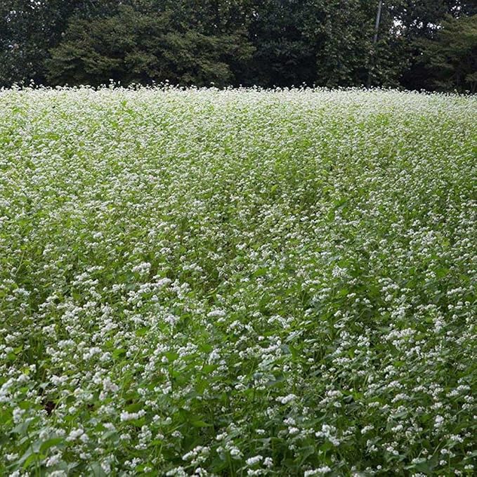 Outsidepride Buckwheat Seeds - 20lbs Annual, Fast-Growing, Easy to Grow Buckwheat Cover Crop Seeds for Green Manure, Bee Pasture & Pollinators, Wildlife Habitat, Soil Improvement, and Erosion Control