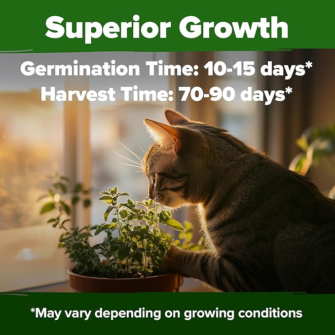 HOME GROWN 𝗨𝗦𝗔 𝗣𝗥𝗘𝗠𝗜𝗨𝗠 Catnip Seeds (Bulk Pack) 𝗡𝗢𝗡-𝗚𝗠𝗢 Heirloom Herb 2,116 Seeds - Indoor or Outdoor Seed - High-Germination Cat Nip - Cat Safe Plants (Nepeta cataria)