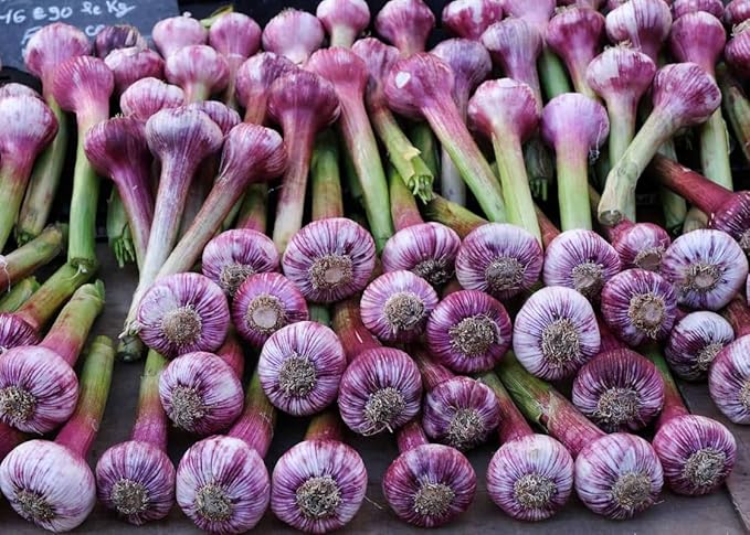 1 Pound Garlic for Planting in Fall Hardneck, 8 Purple Garlic Bulbs for Planting, Fresh and High Yield Bulb Variety Pack, Hardy and Fast Growing