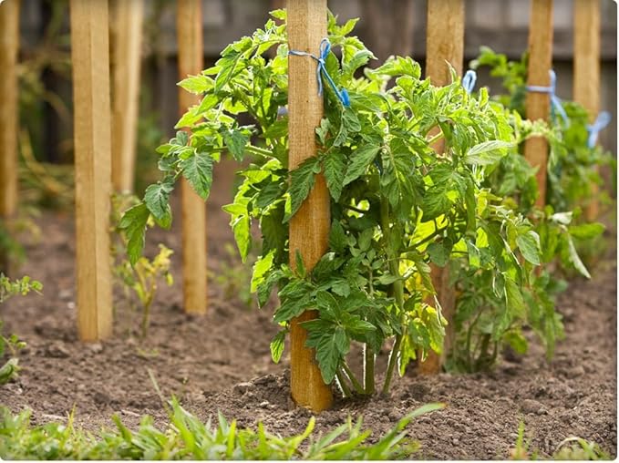 Greenes Fence 3 Ft. Wooden Garden and Sign Post Stakes (50-Pack)