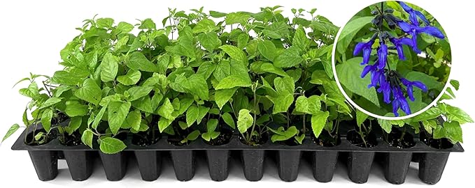 Salvia Black & Blue Plants | 3 Live Seedlings | Salvia guaranitica | Hummingbird Magnet Perennial | Deep Blue Flowering Border Plant