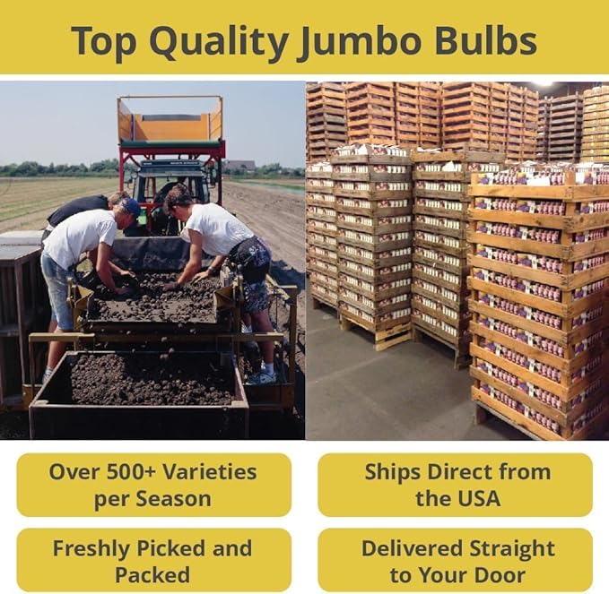 50-Pack Mixed Daffodil Bulbs – Naturalizing Narcissus Variety Pack – Bulk of Spring-Blooming Flowers – Deer Resistant & Cold Hardy – Easy Fall Planting - Plant in Gardens, Borders & Beds