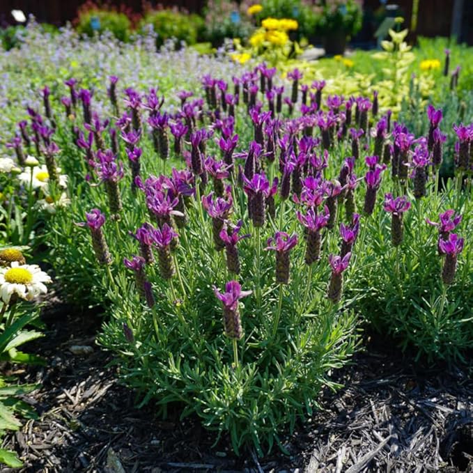 1 Pot Lavender Plant Live, Lavandula Perennial Flower Plant Indoor Outdoor, Well Rooted Plugs 3 to 5 Inch Tall to Grow (French Lavender)