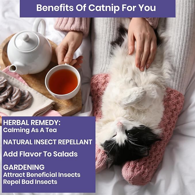 NatureZ Edge Catnip Seeds for Planting, 2.6 Grams, 4400+ Herb Seeds, Indoor or Outdoor Growing, Your Cat Will Love Them, Non-GMO