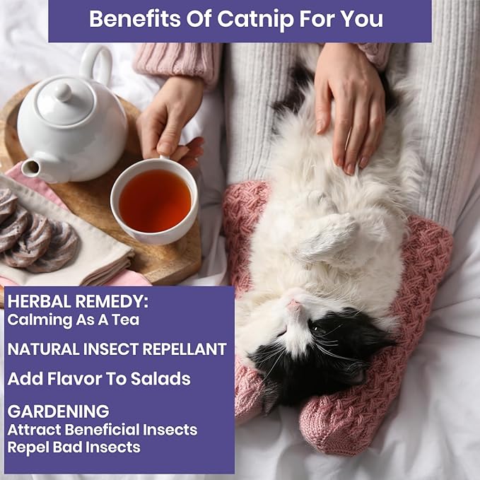 NatureZ Edge Catnip Seeds for Planting, 2200+ Herb Seeds, Indoor or Outdoor Growing, Cat Nip Seeds, Your Cat Will Love Them, Non-GMO