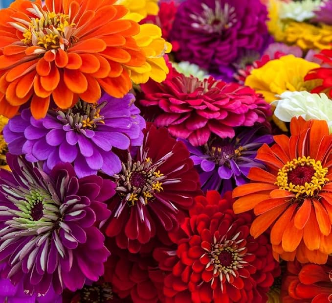 Zinnia Seeds for Planting – Non-GMO Heirloom Zinnia Flower Seeds – Full Instruction Packets to Plant in Your Home Outdoor Garden – Gardening Gift – 50 California Giant Zinnia Seeds (5 Packets)