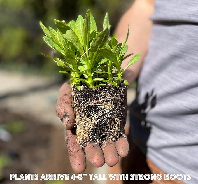 3 Live Butterfly Milkweed Plants (Asclepias tuberosa) Perennial Wildflowers from My Home Park – Individually Potted in 4” Pots – 4–8” Tall on Arrival – Not Seeds – Blooms in Mid-Summer – Zones 4-8