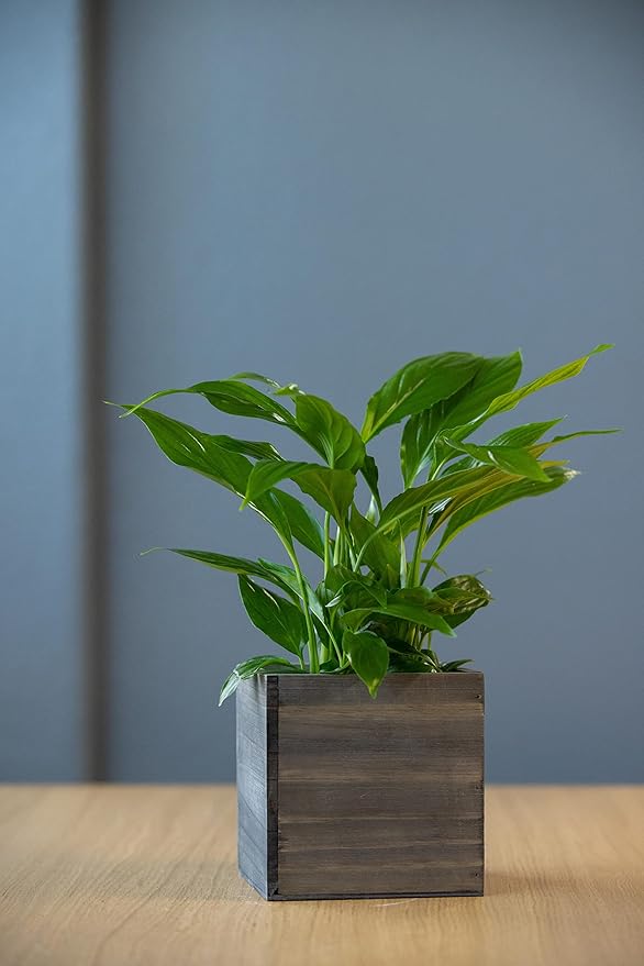 Wooden Planter Box, Rustic Barn Wood with Plastic Liner l Garden Decor l Restaurant and Wedding Decorations l Wedding Bouquets, Table Centerpiece (5x5 Set of 4, Natural)