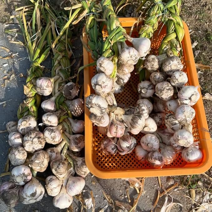1 Pound Garlic for Planting in Fall Mix Random Softneck Hardneck, 8 Assorted Garlic Bulbs for Planting, Fresh and High Yield Bulb Variety Pack, Hardy and Fast Growing