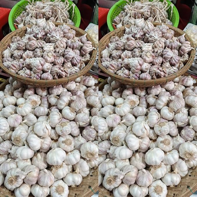 1 Pound Garlic for Planting in Fall Softneck, 8Carlifornia Solfneck Garlic Bulbs for Planting, Fresh and High Yield Bulb Variety Pack, Hardy and Fast Growing