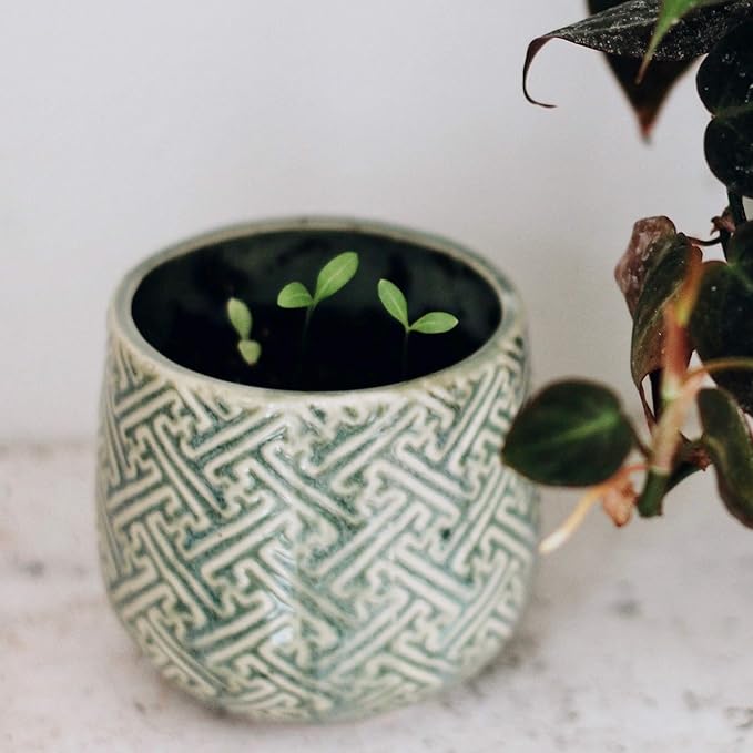 The Growing Candle, Coffee Scented, 10oz Ceramic Pot, Aromatherapy Candles, 100% Soy, Cream and Espresso Aroma for Home, Ida