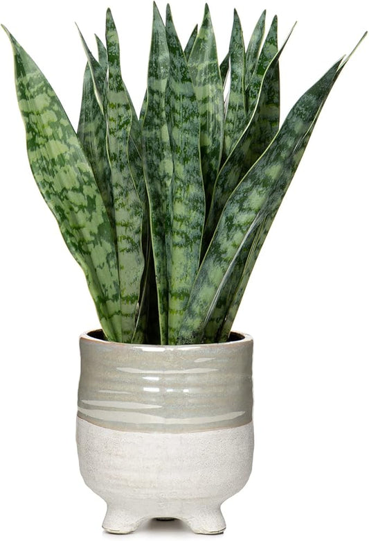 Hollyone Fake Snake Plant 12 Inch Small Artificial Snake Plant Potted with Ceramic Pot Faux Sansevieria Plant for Home Office Room Indoor Decor Housewarming Gifts