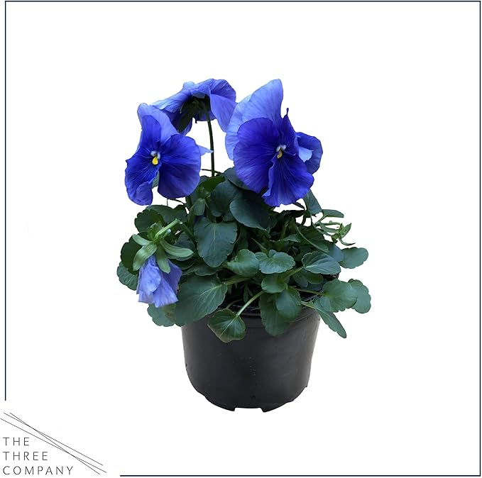 Live Healthy Flowering Pansies - Blue (4 Plants Per Pack), Beautiful Fall Color, 6" Tall by 4" Wide in 1 Pint Square Pot