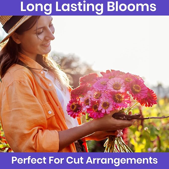 NatureZ Edge Zinnia Seeds for 2025 Planting Outdoors, Over 8250 Flower Seeds, 2 Oz, Non GMO Made in USA, Bulk Semillas De Flores para Sembrar, California Giants, Easy to Grow Zinnia Seed Mix