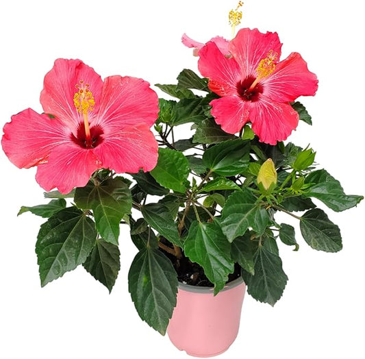 Tropical Plants of Florida - Pink Hibiscus Bush Dwarf - Tropical Flowering Plant Large - 12" to 16" Overall Height - 1 Gallon Planter (Plant Only)