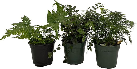 Fern Assortment - 3 Pack in 4" Pots