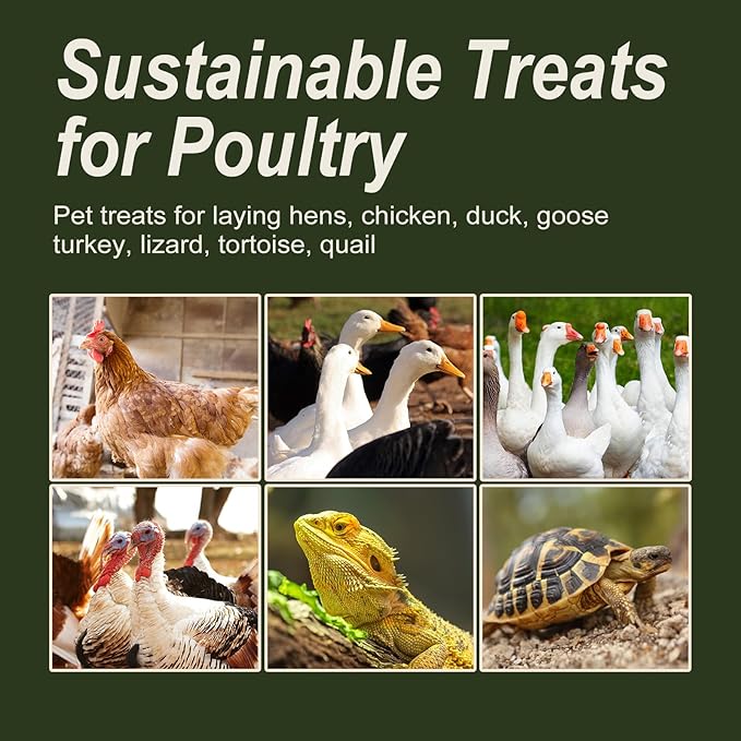 Adaman Dried Black Soldier Fly Larvae 10 LBS-100% Natural Non-GMO BSF Larvae-More Calcium Than Dried Mealworms High-Protein Chickens Treats, Food for Wild Birds, Ducks, Layer Hens