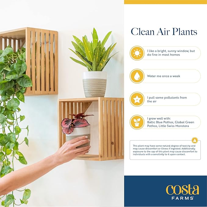 Costa Farms Live Plants (Pack of 4), Easy to Grow Live Indoor Houseplants in 3.8-Inch Plant Pots, Hand-Selected Varieties, Home and Room Decor, 8-10 Inches Tall