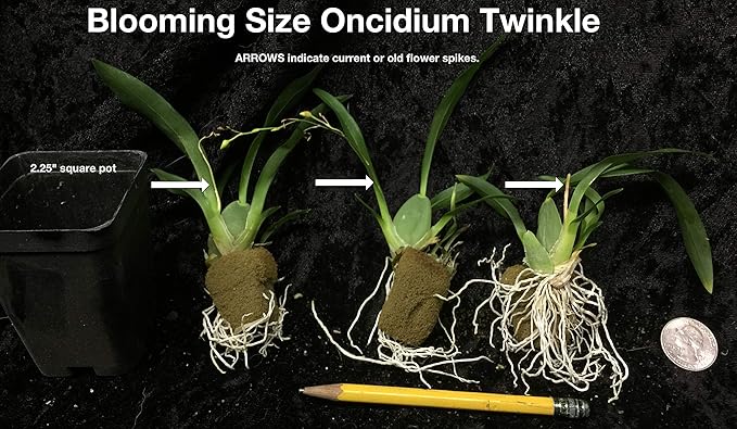 -Onc. Twinkle 'Yellow Bird' - Fragrant Blooms Easy to Grow and Bloom! Miniature windowsill-Size, Cool and Warm Tolerant. Yellow Flowered Variety. NOT in-Bud/Bloom When Shipped