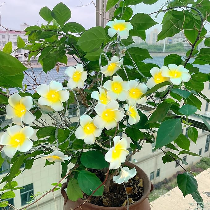 Solar Petunia Blue Morning Glory Flowers and Solar Hawaiian Frangipani Flower String Lights Tropical Flowers