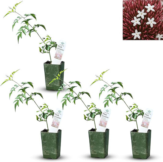 Pink Jasmine Vine - Jasminum Polyanthum - Fragrant & Blooming, Perfect for Indoor/Outdoor Decor (4 Pink jas Cups)