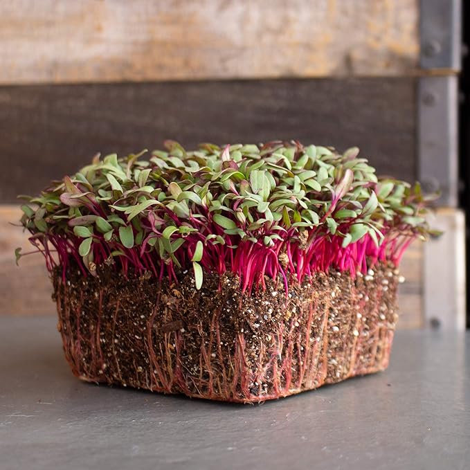 Beet Seeds - Red Round - 1 Lb ~24,000 Seeds - Beta vulgaris - Microgreens Seed - Non-GMO, Heirloom, Open Pollinated, Annual