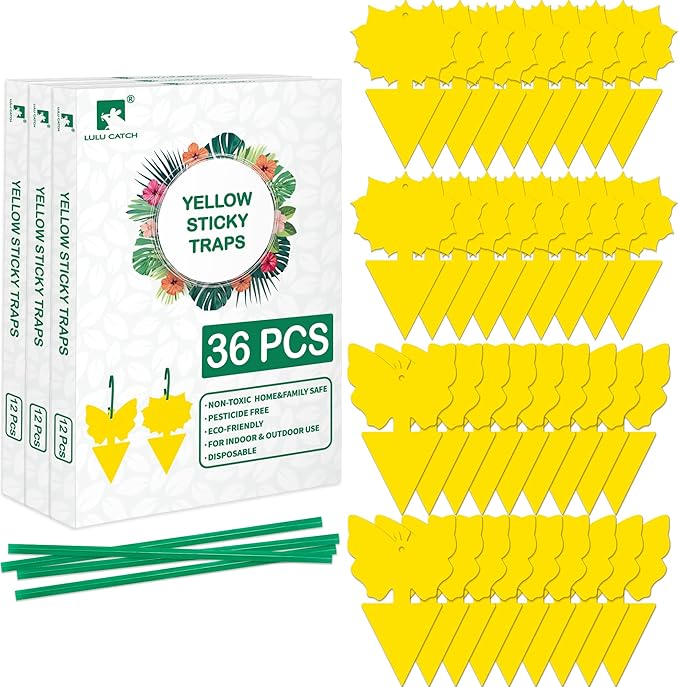 LULUCATCH Fruit Fly Sticky Trap 36 Pack, Safe Gnat Traps for Fruits, Plants, Super Sticky Fly Trap for Indoor, Outdoor, Kitchen, Insect Catcher for White Flies, Mosquitos, Fungus Gnats, Flying Insects