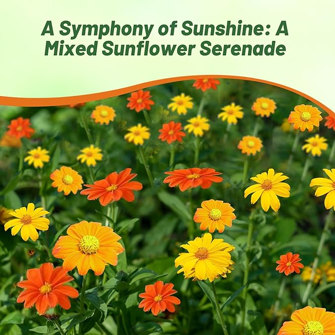 Outsidepride Mexican Sunflower Seeds Mix - 500 Pcs Annual, Easy-to-Grow, Mixed Tithonia Speciosa Flower Seeds w/Drought-Tolerant Blooms for Pollinator Gardens & Vibrant Summer Landscaping
