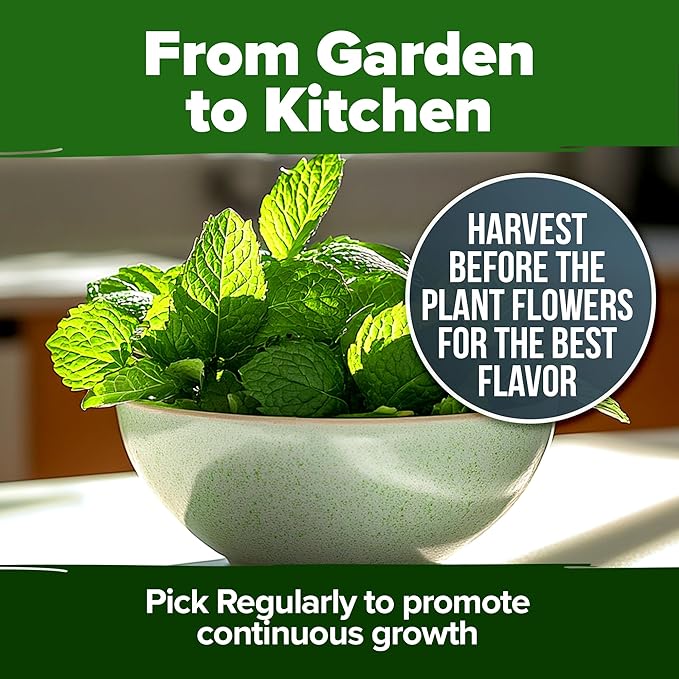 HOME GROWN Peppermint Seeds 2 Pack (Mentha × piperita) – 4,740 Heirloom Mint Seeds for Planting – 𝗡𝗢𝗡-𝗚𝗠𝗢, 𝗨𝗦𝗔-𝗦𝗢𝗨𝗥𝗖𝗘𝗗 – Grow Indoors or Outdoors, Kitchen Herb Garden Favorite