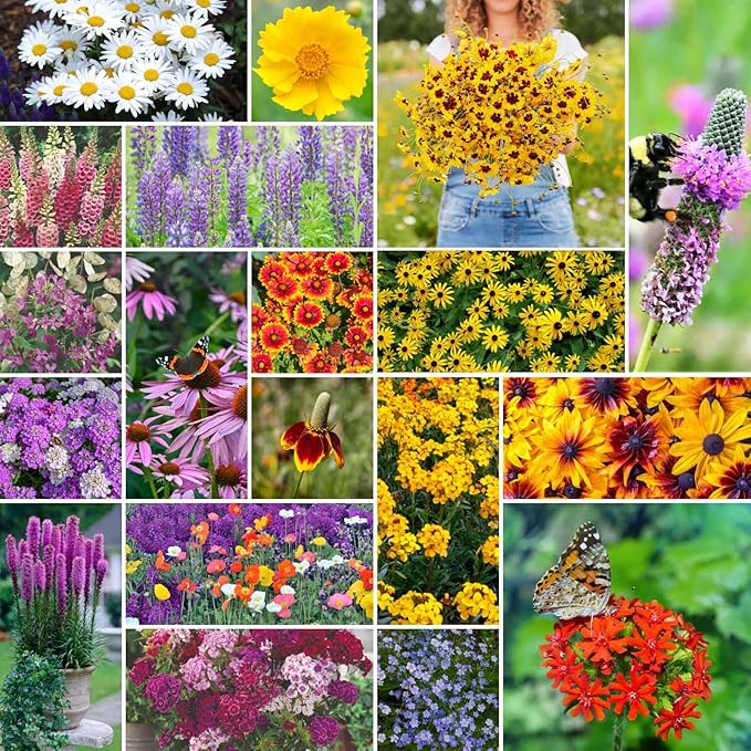 Eden Brothers All Perennial Wildflower Mixed Seeds for Planting, 5 lb, 2,400,000+ Seeds with Lupine, Shasta Daisy| Attracts Pollinators, Plant in Spring or Fall, Zones 3, 4, 5, 6, 7, 8, 9, 10