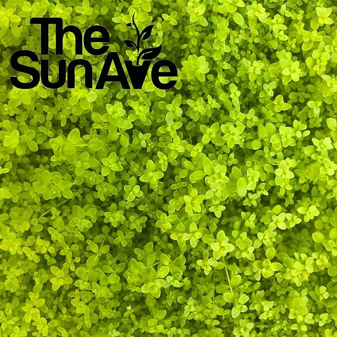 Freshwater Live Aquarium Plants with Roots (Monte Carlo)