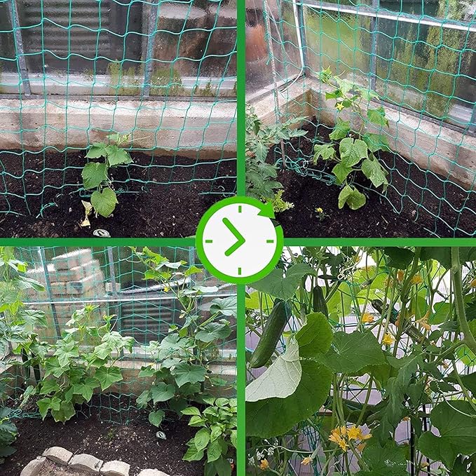 Trellis Netting for Climbing Plants - Heavy Duty Garden Trellis Netting for Cucumber, Vine, Fruits & Vegetables Tomato Plants Trellis Net, Climbing Vining Plants (2-Pack 32.8' x 6.6'Ft)