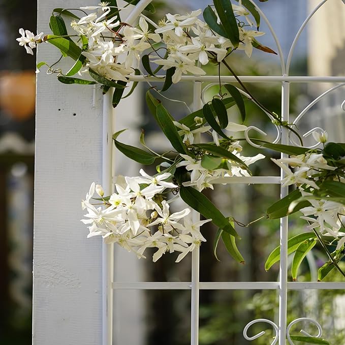 2 Pack Metal Garden Trellis 71" H Fence Rustproof Garden Trellis for Climbing Plants Support Roses Flower Outdoor Lawn, Cream White