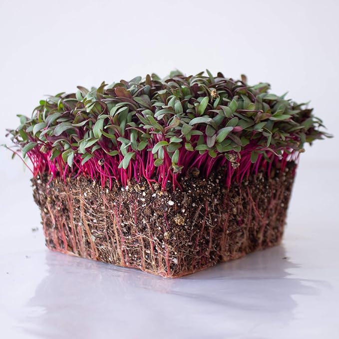 Beet Seeds - Red Round - 1 Lb ~24,000 Seeds - Beta vulgaris - Microgreens Seed - Non-GMO, Heirloom, Open Pollinated, Annual