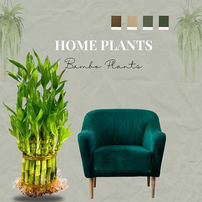 Live Two Tier Lucky Bamboo Plant - Bundle of 15 Stalks - Easy to Grow, Air Purifying, Live Indoor Houseplants Flowers for Home Office Wedding Decor & Giftable