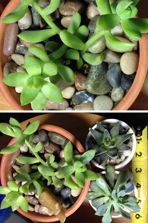 Voulosimi River Rock Stones, Natural Decorative Polished Mixed Pebbles Gravel,Outdoor Decorative Stones for Plant Aquariums, Landscaping, Vase Fillers (4 LB, Mixed Colors)