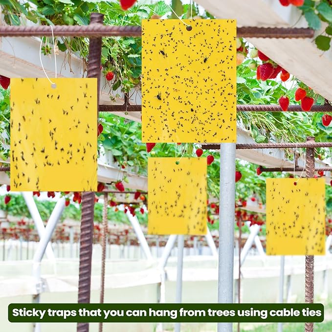 Qualirey 50 Pcs 6 x 8 Inch Sticky Traps for Plant Double Sided Sticky Trap for Gnats with Twist Ties Fly Traps for Fruit Insect Fungus Bugs Indoor Outdoor (Yellow)