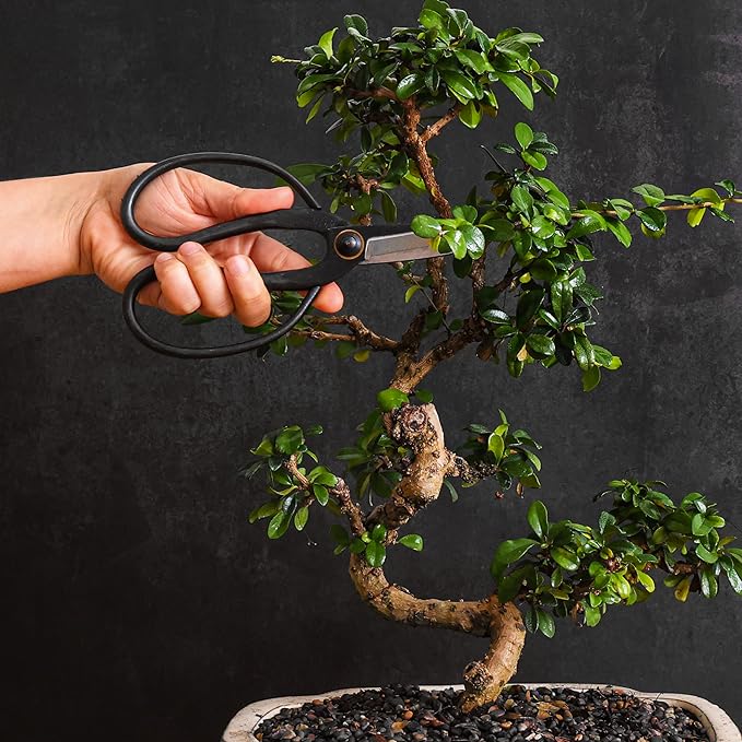 Professional Bonsai Butterfly Scissors | Pruning Shears for Trimming Plants | Japanese Gardening, Bonsai Tools | Garden Scissors